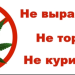 Памятка по борьбе с дикорастущей коноплёй