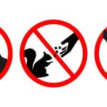 Напоминаем о правилах поведения при встрече с дикими животными! 