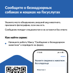  Увидели бездомное животное? Теперь о нем можно сообщить на Госуслугах за 2 минуты