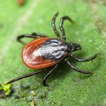 Памятка: осторожно, клещи!